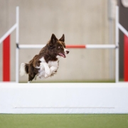 Coup de projecteur sur l'agility, un sport canin encore peu connu